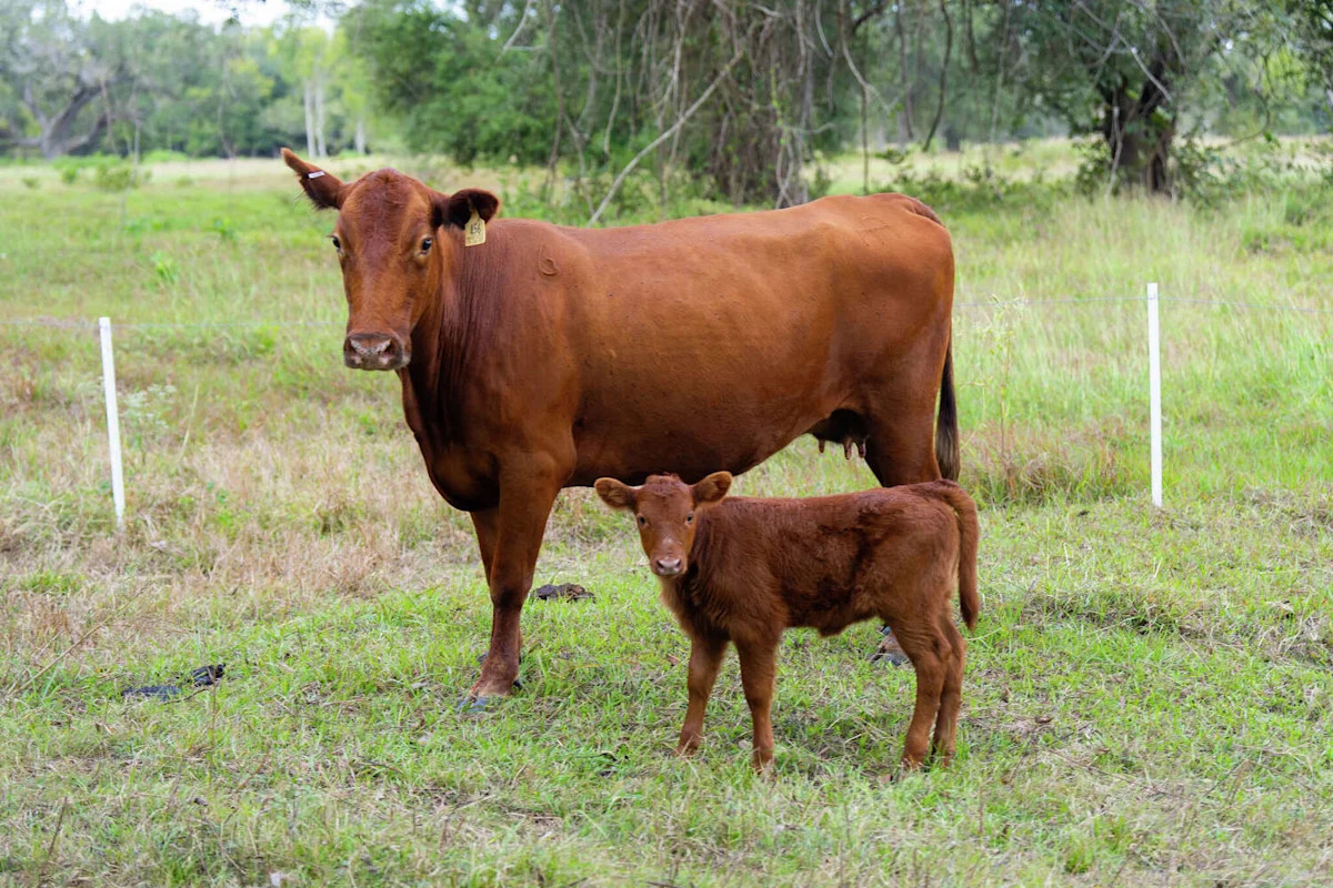 A second cow in Texas has been found infected with screwworm