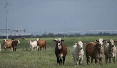 Screwworms in Texas: What an infestation means for livestock, beef supply and the economy