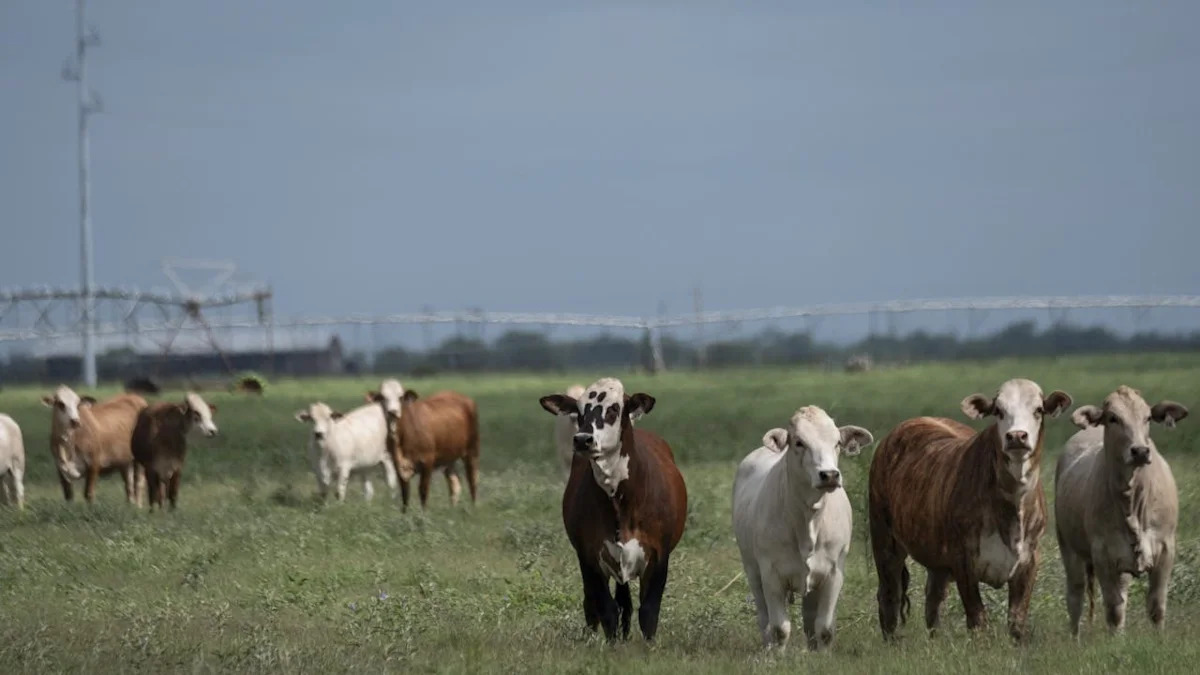 Screwworms in Texas: What an infestation means for livestock, beef supply and the economy