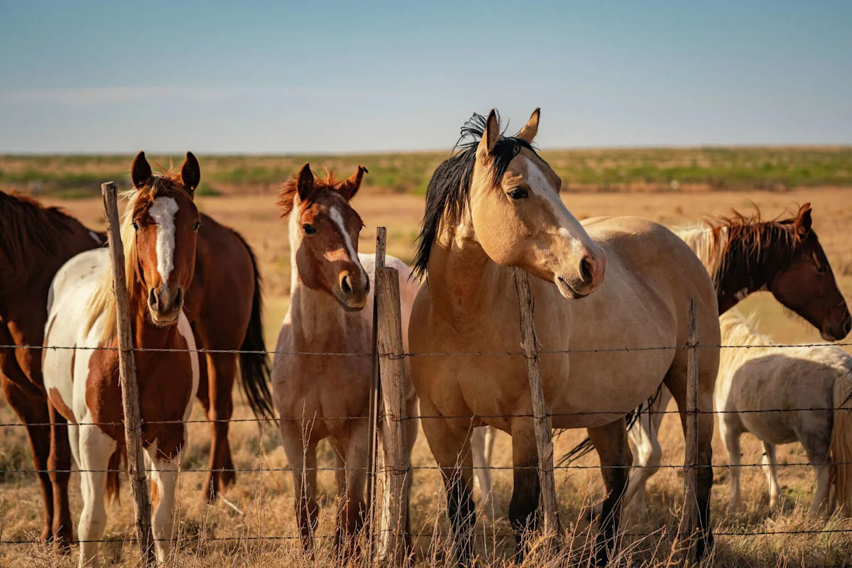 San Antonio luxury realtor lists 73,000-acre New Mexico kingdom at $35M