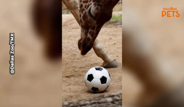 Dallas Zoo's Newest World Cup Fans Show Their Skills