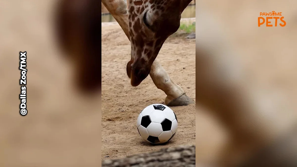 Dallas Zoo's Newest World Cup Fans Show Their Skills