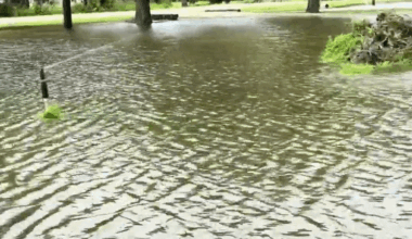 Houston Front Yard Resembles Lake During Tropical Storm Arthur