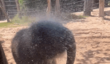 Baby Elephant Plays in Sprinkler to Beat Heat in Fort Worth