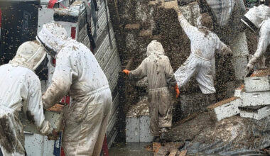 Beekeepers Unite After Millions of Bees Escape Following Truck Crash in Texas