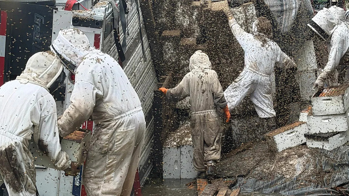 Beekeepers Unite After Millions of Bees Escape Following Truck Crash in Texas