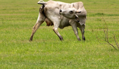 'Overreaction'? Canada bars Texas livestock over New World screwworm
