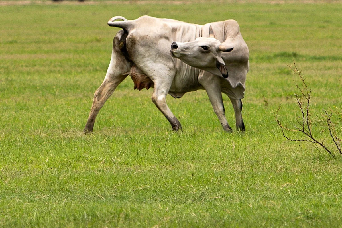 'Overreaction'? Canada bars Texas livestock over New World screwworm