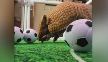Fort Worth Zoo celebrates Messi, World Cup with Argentinian armadillo