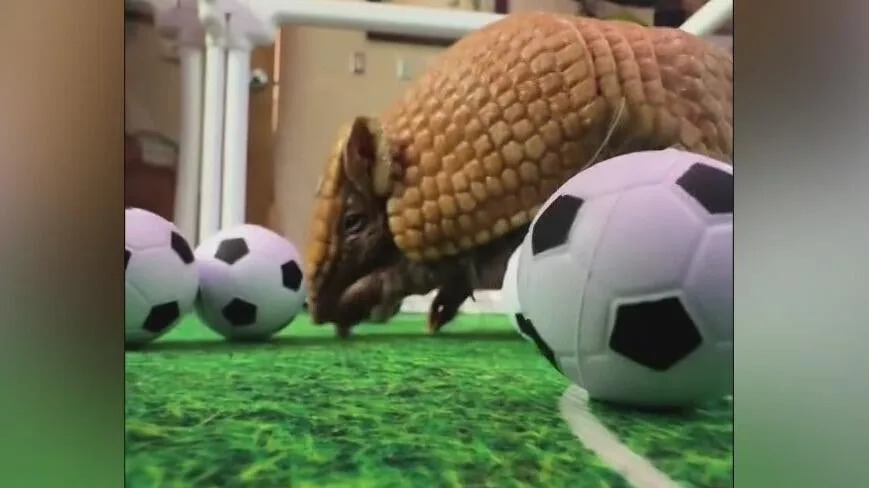 Fort Worth Zoo celebrates Messi, World Cup with Argentinian armadillo