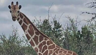 Gracie the Giraffe, who went missing after wandering off a Texas ranch, is finally found – WSB-TV Channel 2