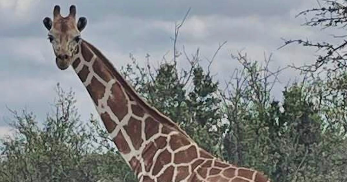 Gracie the Giraffe, who went missing after wandering off a Texas ranch, is finally found – WSB-TV Channel 2