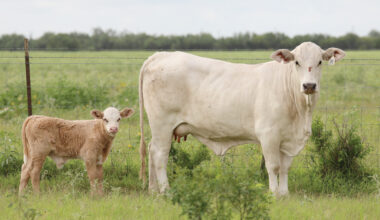South Texas rancher stays vigilant after finding first U.S. screwworm case A routine check on a cattle herd in South Texas led to the confirmation of the first case of New World screwworm in Texas in 60 years.