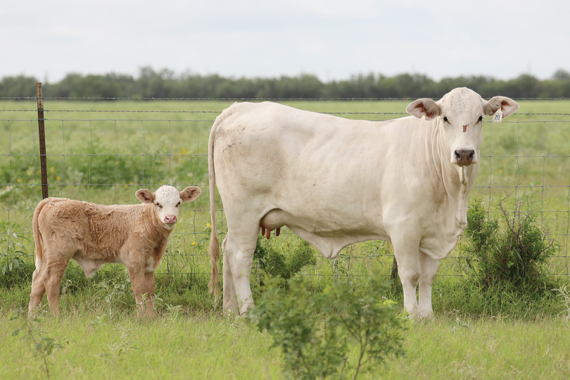 South Texas rancher stays vigilant after finding first U.S. screwworm case A routine check on a cattle herd in South Texas led to the confirmation of the first case of New World screwworm in Texas in 60 years.