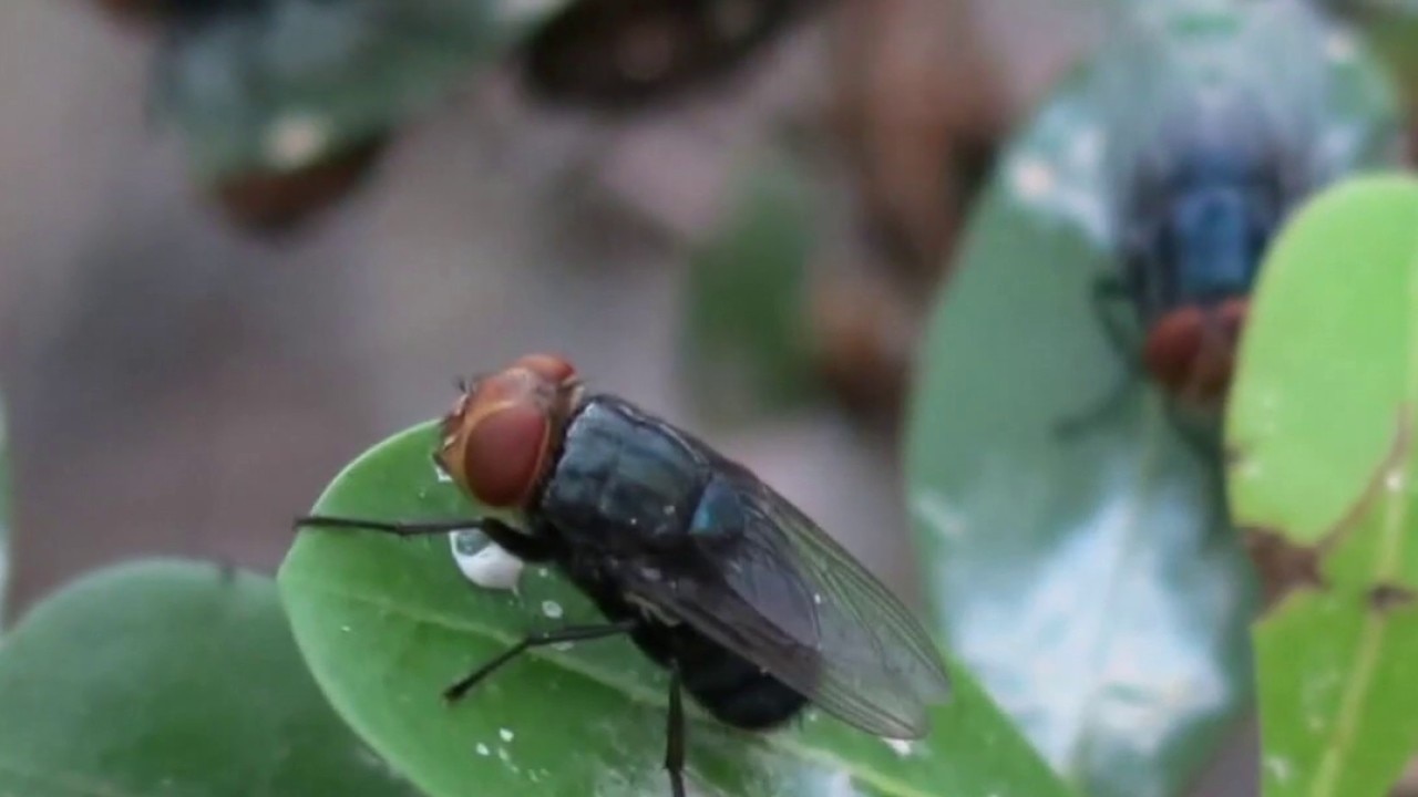 New World screwworm becomes political issue