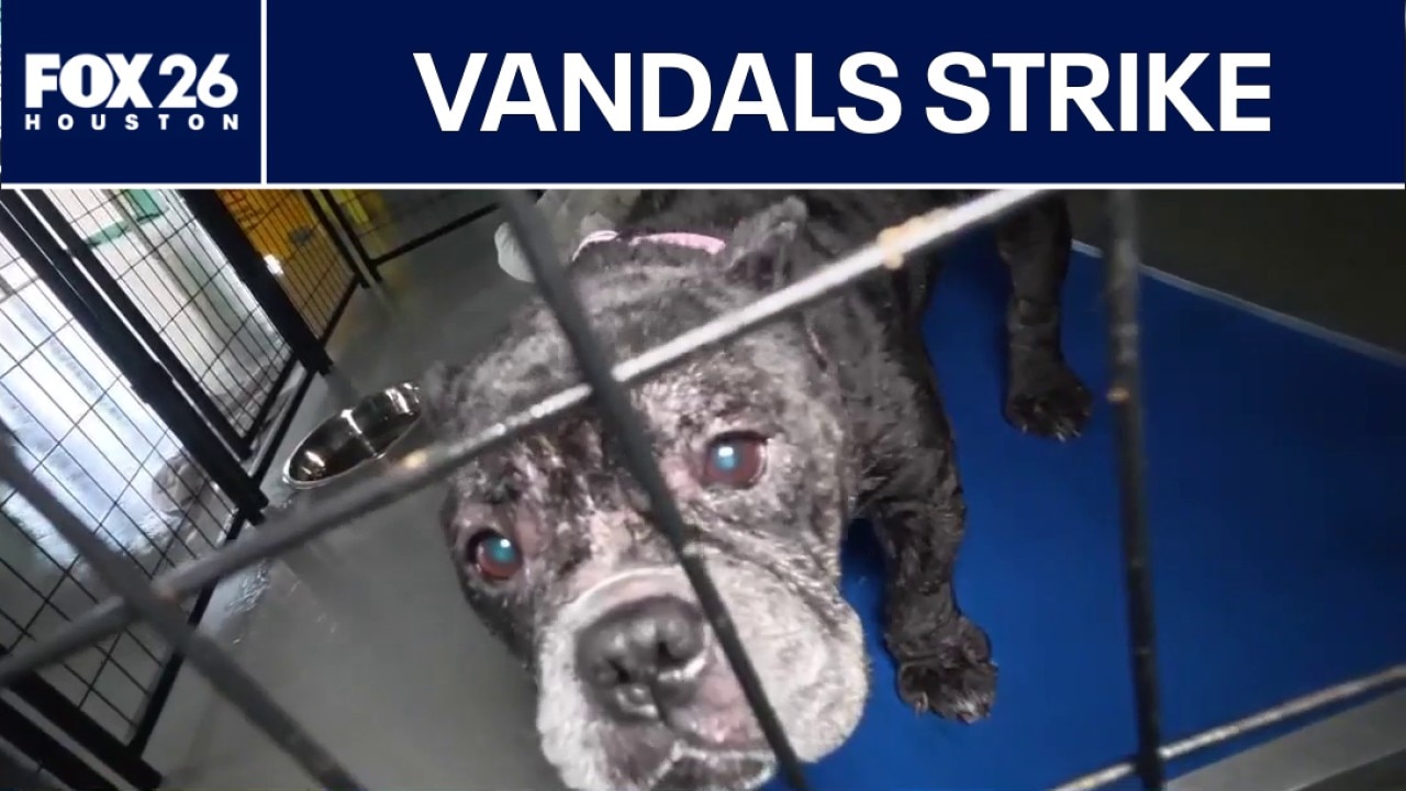 Vandals leave behind major damage at Houston Pets Alive