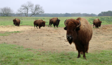 Nestled In The Texas Hill Country Is A Historic State Park Getaway With Roaming Bison, Trails, And Fishing