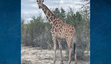 A giraffe named Gracie escaped her enclosure at a ranch in the Texas Hill Country. No one can seem to find her