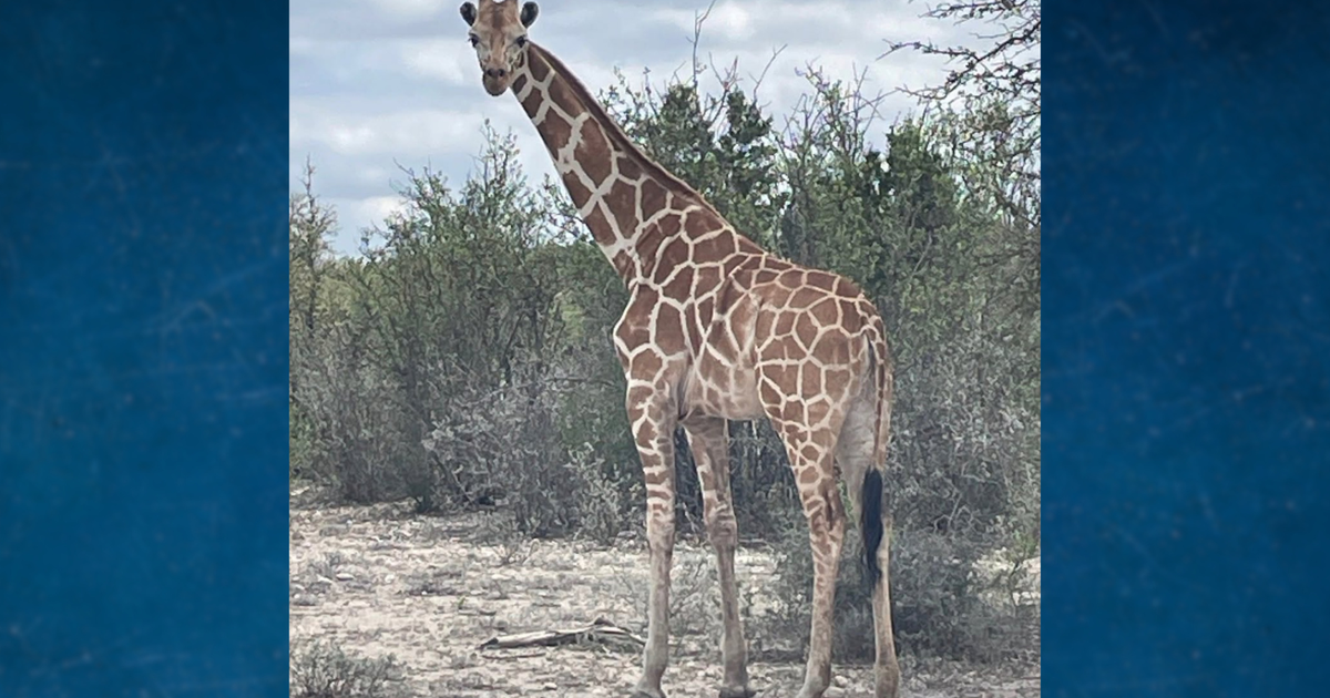A giraffe named Gracie escaped her enclosure at a ranch in the Texas Hill Country. No one can seem to find her