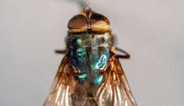 Flesh-eating screwworm fly detected in Texas