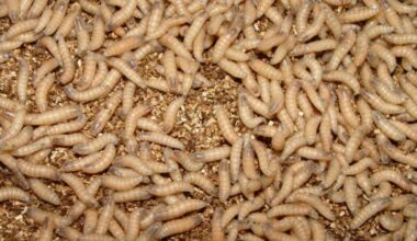 Dog among 2 new Texas screwworm cases; Canada blocks Texas livestock imports