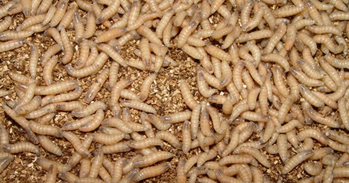 Dog among 2 new Texas screwworm cases; Canada blocks Texas livestock imports