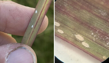 Warm, wet conditions fuel pest concerns across Texas A warm, wet spring has helped crops and pastures grow across Texas, but it has also created opportunities for pests to thrive.