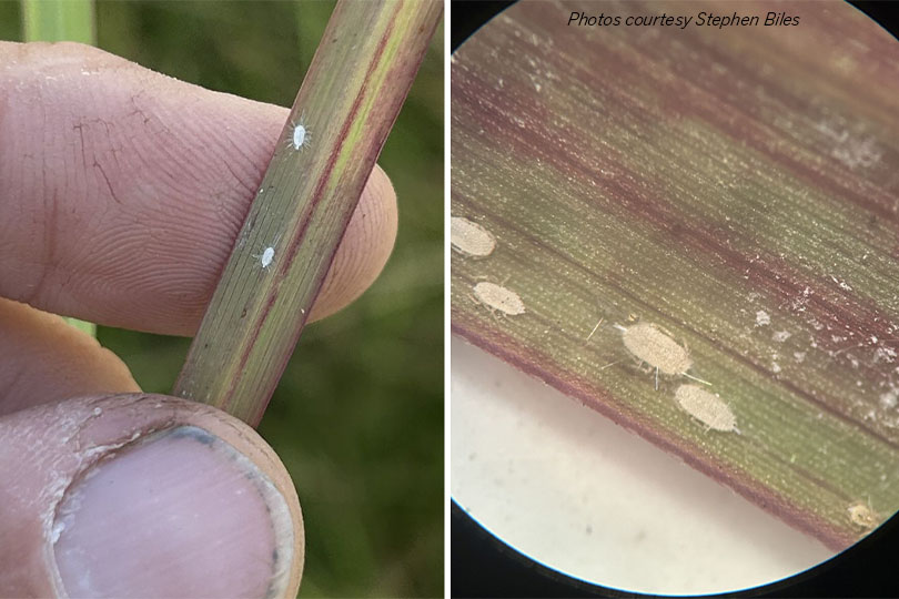 Warm, wet conditions fuel pest concerns across Texas A warm, wet spring has helped crops and pastures grow across Texas, but it has also created opportunities for pests to thrive.