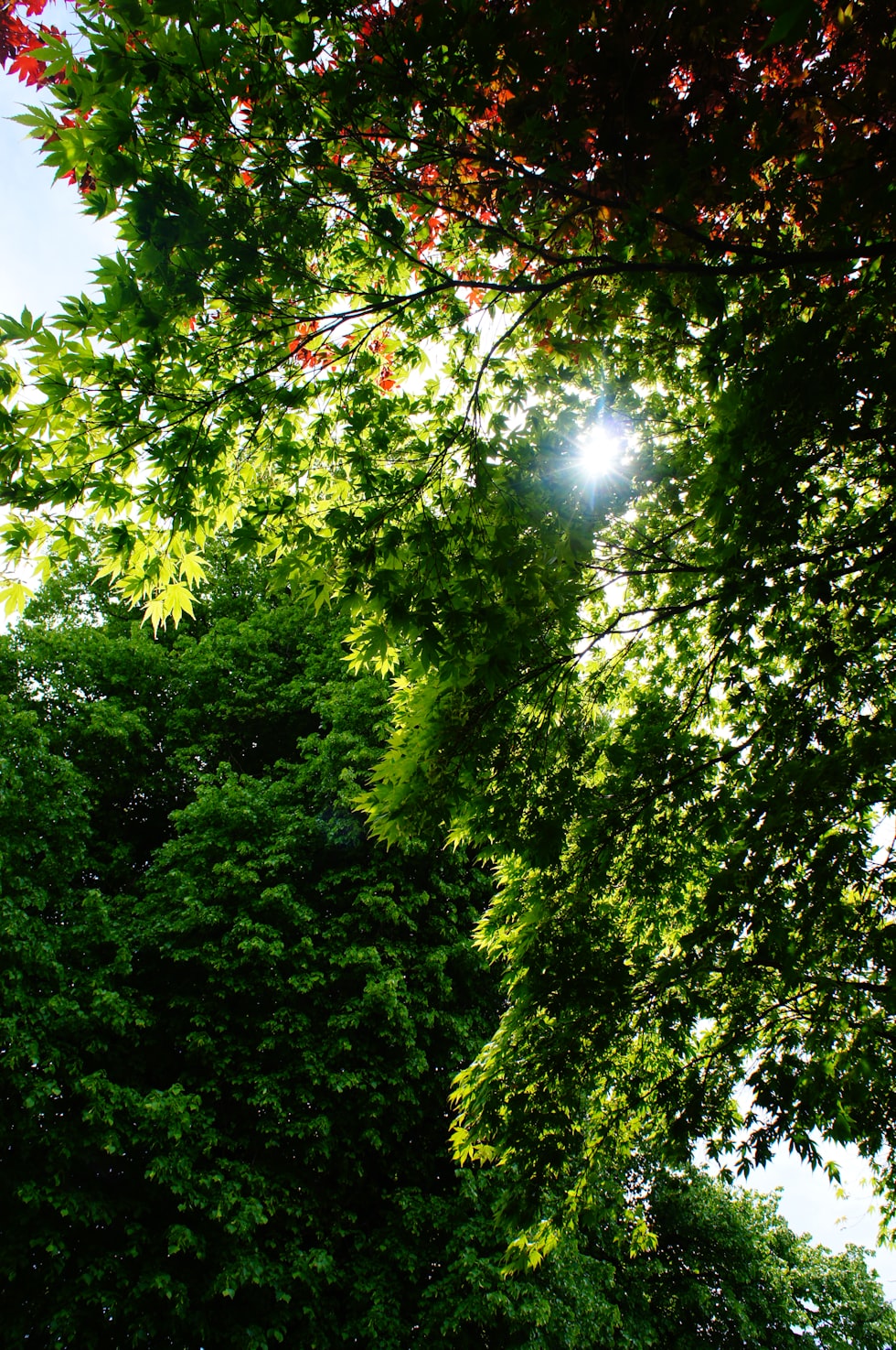 a bench sitting in the middle of a lush green park