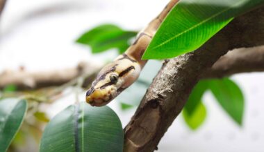 Join The Fun At CritterFest With Elephants And Reptiles In Lubbock