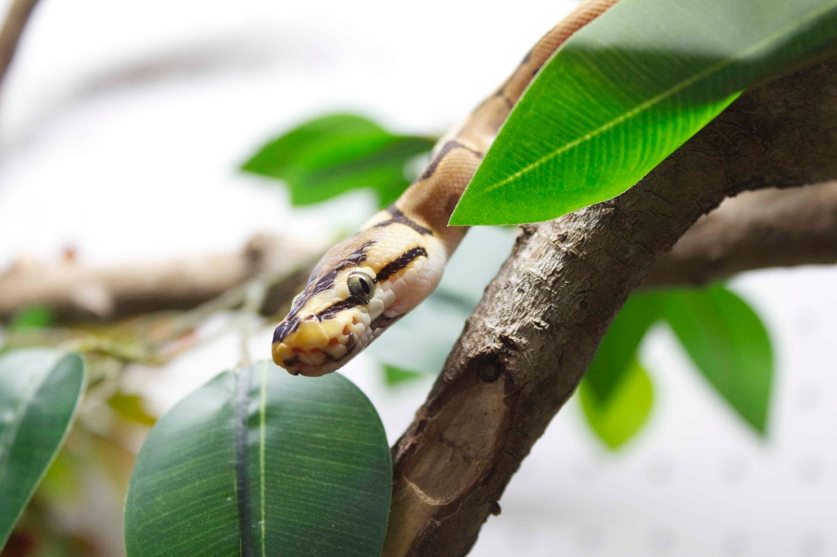 Join The Fun At CritterFest With Elephants And Reptiles In Lubbock