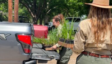 Reviving Guadalupe River plants