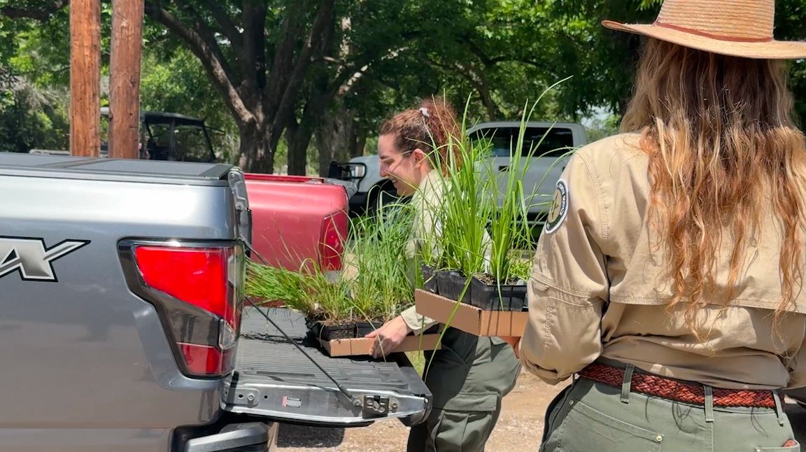 Reviving Guadalupe River plants