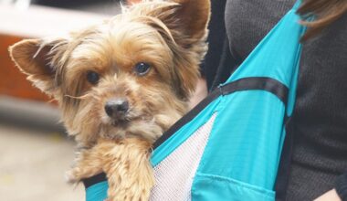 Heat advisory: Experts warn of 'invisible wall' and a common mistake pet owners make