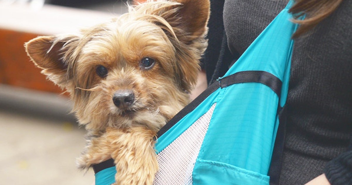 Heat advisory: Experts warn of 'invisible wall' and a common mistake pet owners make