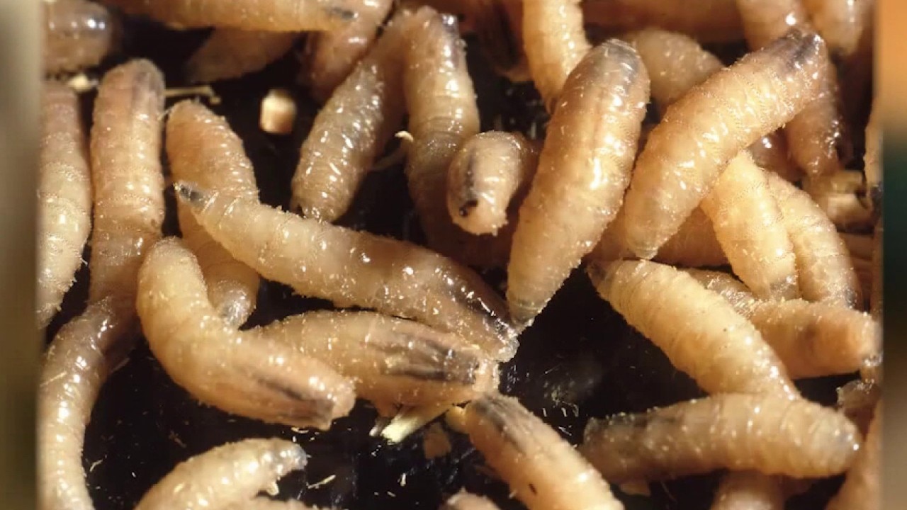 Screwworm triggers Hill Country quarantine