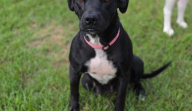 Houston dog rescue seeks help after screwworm restrictions halt out-of-state adoptions