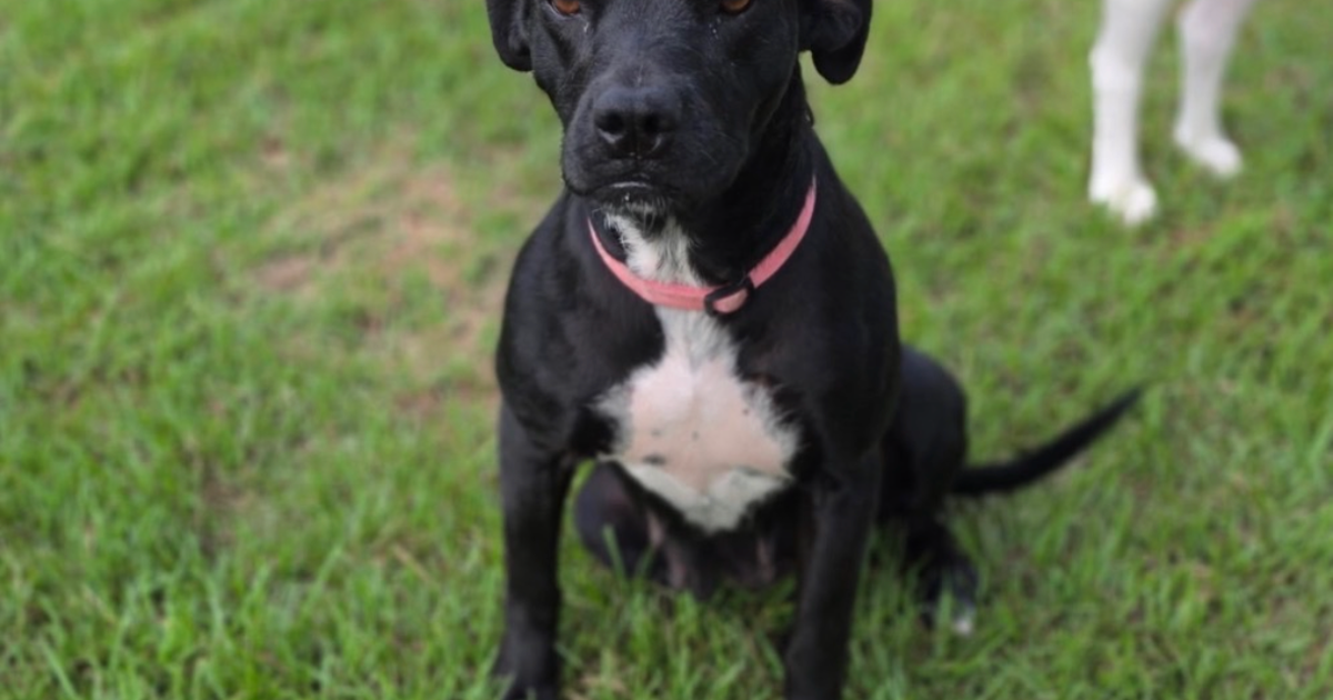 Houston dog rescue seeks help after screwworm restrictions halt out-of-state adoptions