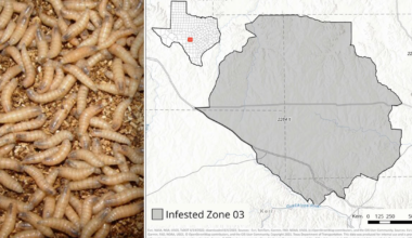 Screwworm in Texas: Infested Zone established after confirmed case in Gillespie County