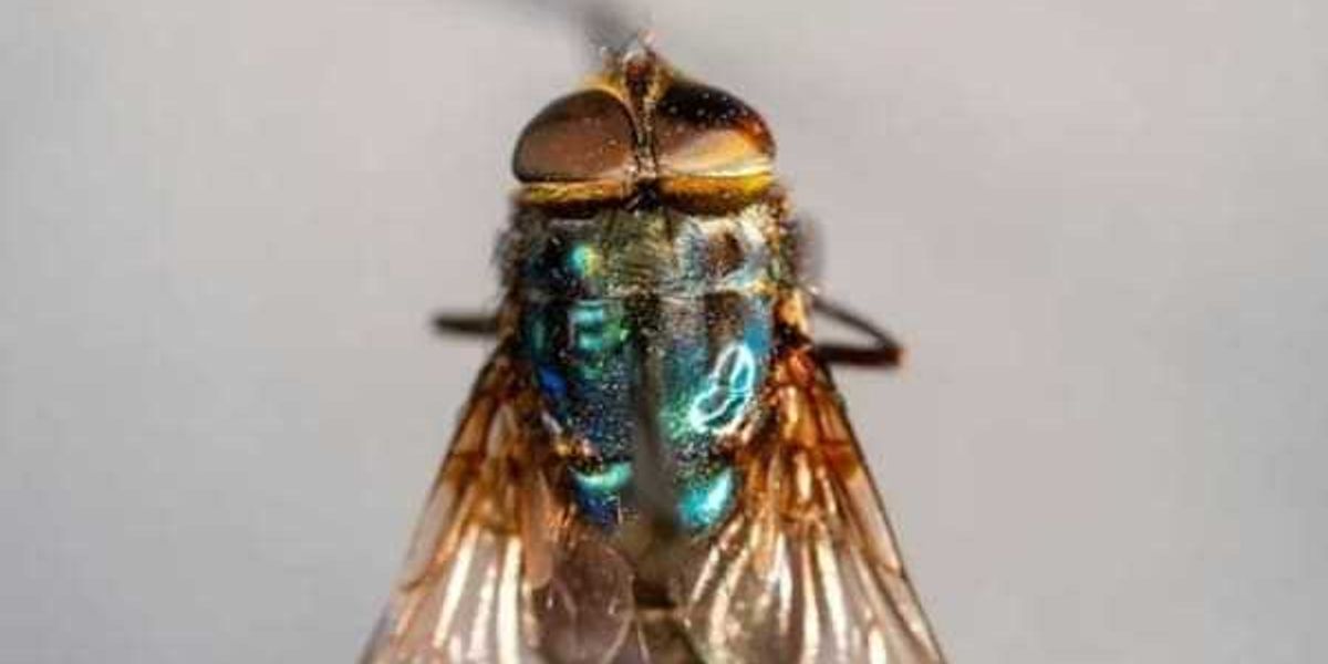 Parasitic screwworm sightings move beyond Texas