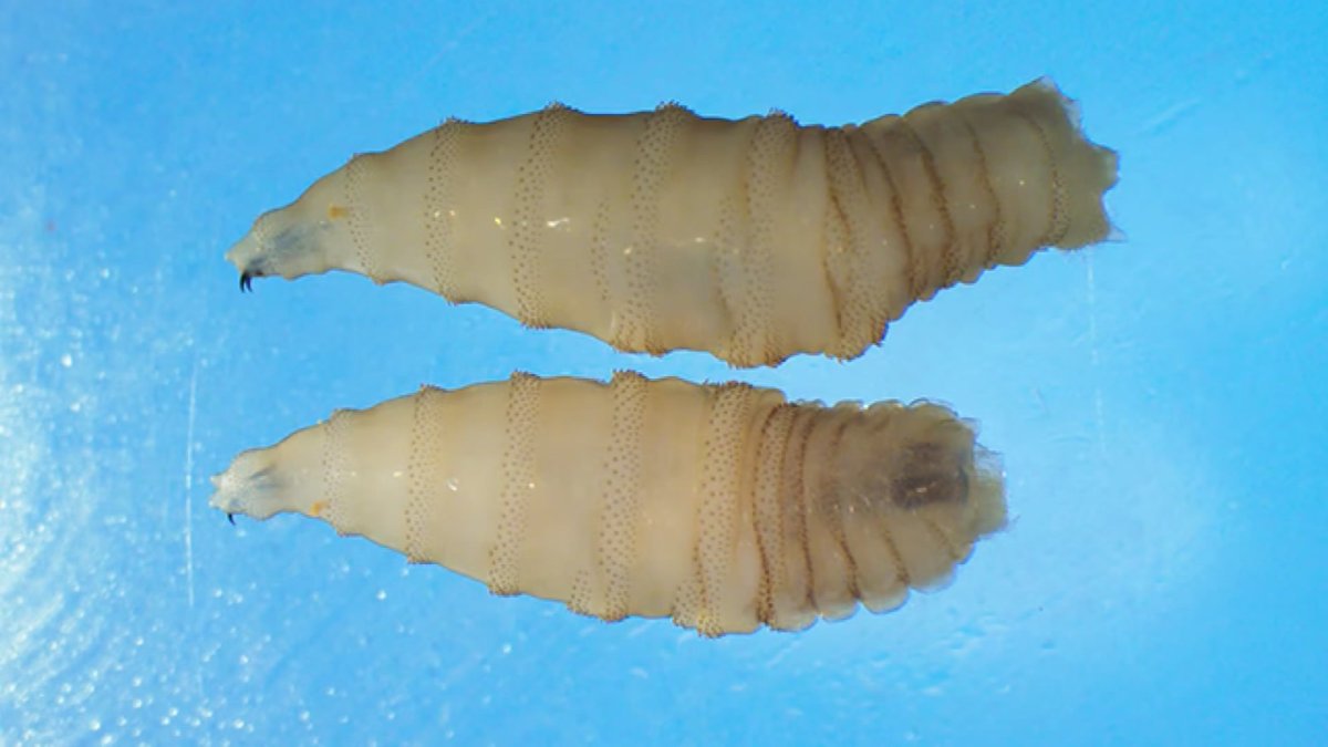 Screwworm scare leads to Florida blockage of shelter pets from Texas, New Mexico – NBC 6 South Florida