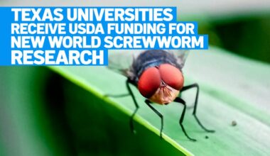Texas universities receive USDA funding for screwworm fight – NBC 5 Dallas-Fort Worth