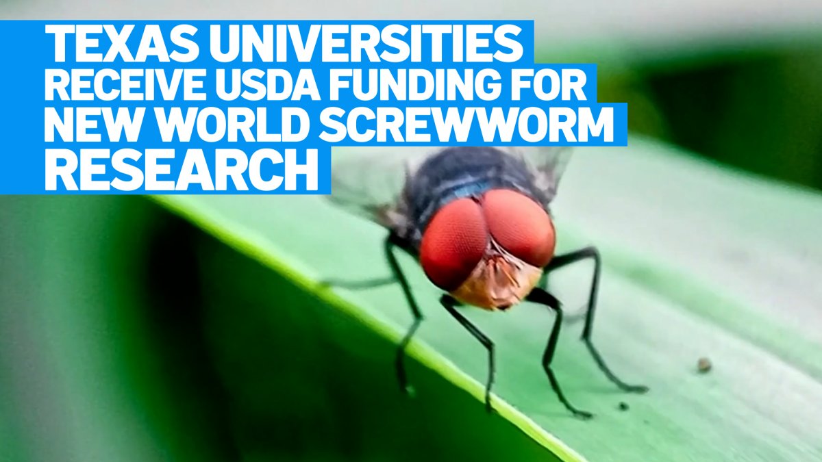 Texas universities receive USDA funding for screwworm fight – NBC 5 Dallas-Fort Worth