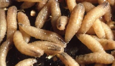 New World Screwworm in Texas: Austin Wildlife Rescue issues new intake guidelines