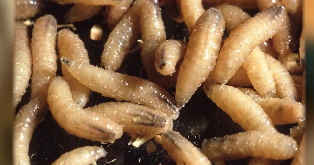 New World Screwworm in Texas: Austin Wildlife Rescue issues new intake guidelines