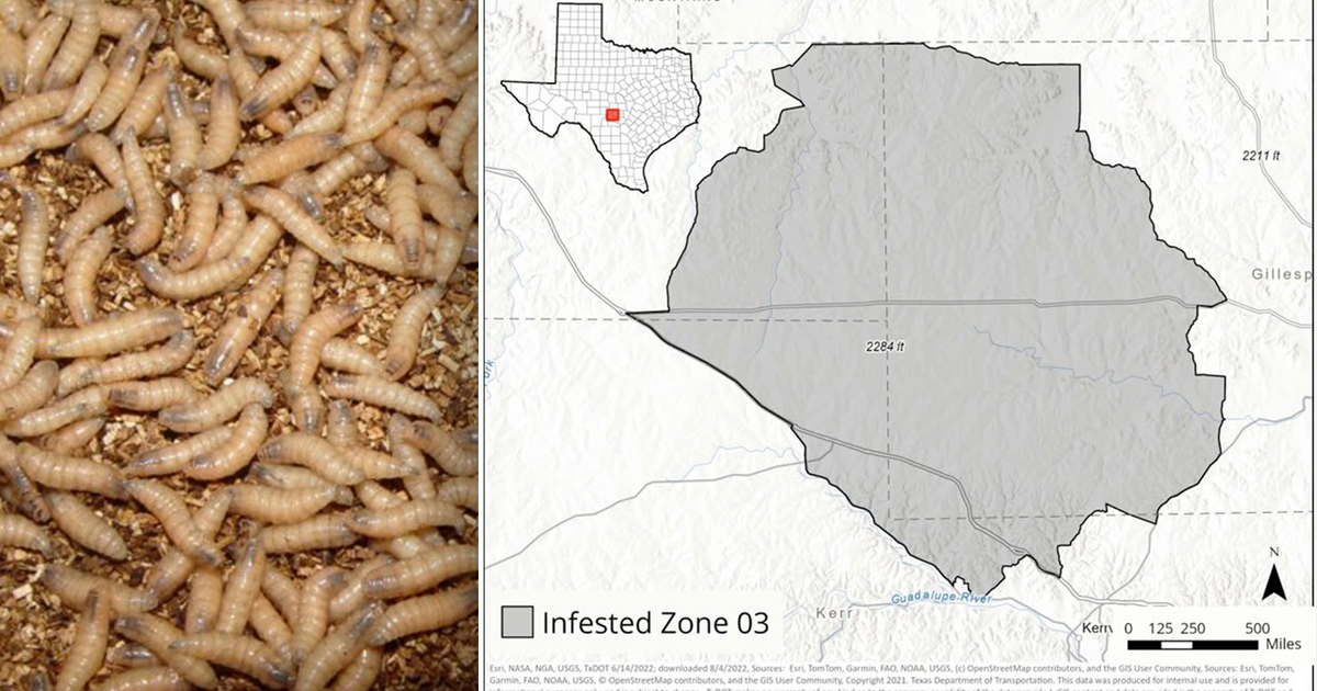 Screwworm in Texas: Infested Zone established after confirmed case in Gillespie County