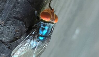 An adult New World screwworm fly sits at rest in this undated photo. (Denise Bonilla/U.S. Department of Agriculture via AP)