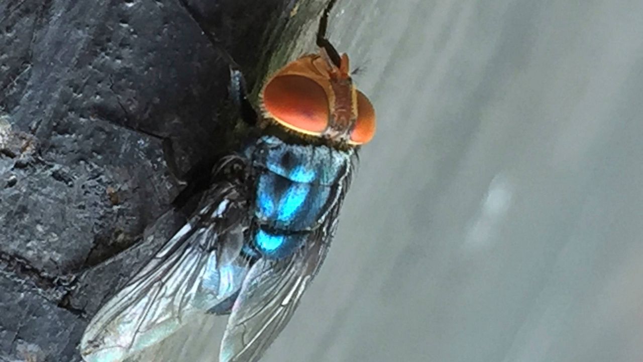 An adult New World screwworm fly sits at rest in this undated photo. (Denise Bonilla/U.S. Department of Agriculture via AP)