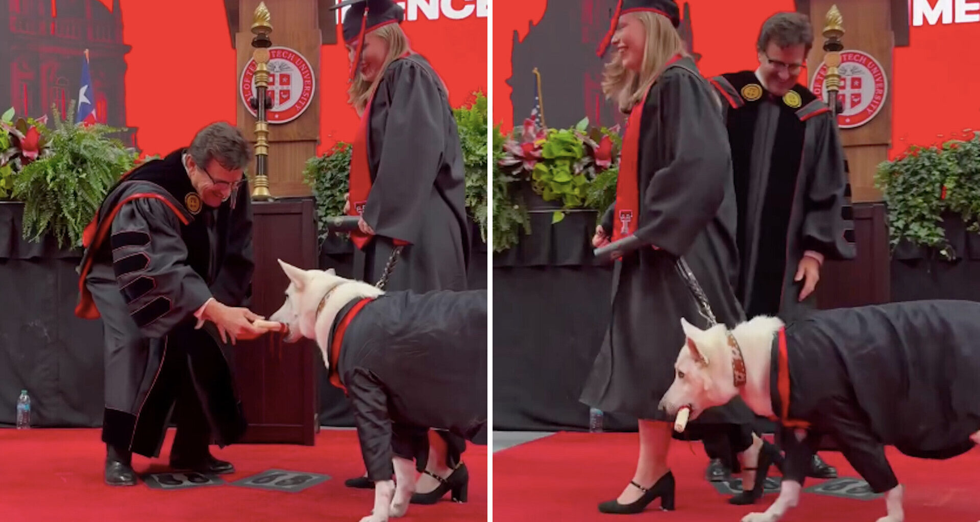 A dog in a graduation gown receives a diploma from a man at a graduation ceremony.