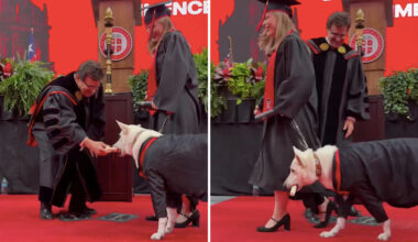 A dog in a graduation gown receives a diploma from a man at a graduation ceremony.
